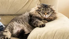 When Our Cats Grow Old, What Signs Indicate It?