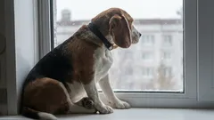 Does a Dog Choose One Owner for Life?