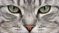 How a Cat Sees a Person: Incredible Facts About Your Pet’s Vision