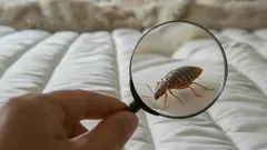 How to Check for Bed Bugs in Your Home: Signs to Watch For