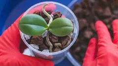 How to Propagate Orchids at Home: 5 Proven Step-by-Step Methods