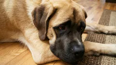 Can a Dog Hold a Grudge Against Its Owner?