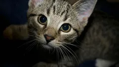 Do you know what your cat does to protect you and your home?