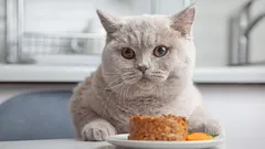 How Many Times a Day Should You Feed Your Cat to Keep It Happy and Healthy?