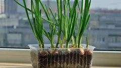 How to Grow Green Onions on Your Windowsill: This Way You Can Get Twice the Harvest