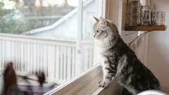 What Does Your Cat Feel When You Leave Them Home Alone?