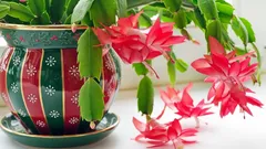Easy tips to make your Christmas cactus burst with flowers this winter