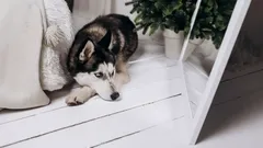 Few People Know Why Dogs Don’t Recognize Themselves in the Mirror