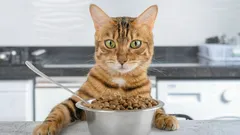 Why Does Your Cat Keep Asking for Food?