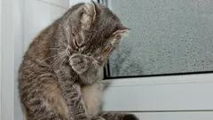 Do Cats Cry Like Humans? What Their Teary Eyes Really Mean