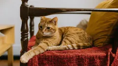 10 Reasons Why You Should Get a Cat