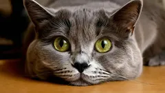 Why Shouldn’t You Stare Into a Cat’s Eyes for Too Long?