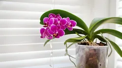 A Miracle for Orchids That Haven’t Bloomed in Months: A Simple Way to Make Them Flower Abundantly Again