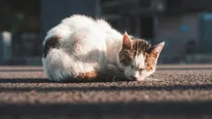 Are Stray Cats Grateful When You Take Them Home?