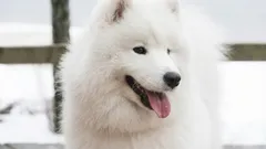 How to Convert Your Dog’s Age to Human Years — and Why It Matters