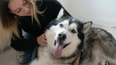 Where Should You Pet a Dog to Make It Feel the Most Pleasure?