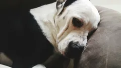 Is It True That a Dog Can Hold a Grudge Against Its Owner?