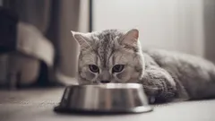 Do You Know How Many Water Bowls Your Cat Really Needs—And Why They Shouldn’t Sit Next to the Food Bowl?