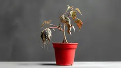 Simple Home Trick to Revive Dying Plants – 3 Ingredients You Already Have in Your Kitchen