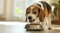 What It Means When Your Dog Growls While Eating, According to Experts