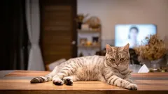 Seven Signs Your Cat Is Warning You Something Is Wrong at Home