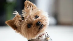 Why dogs tilt their heads when you talk, according to science and trainers