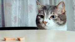 What Do Cats Think About and Can They Really Think?
