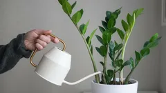 The Most Common Houseplant Care Mistake Almost Everyone Makes