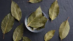 Laurel leaf in the bathroom: why it is recommended and what effect it has