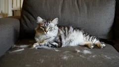 No Vacuum, No Lint Roller: How to Remove Cat Hair in Under 5 Minutes