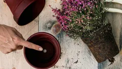 Why a hole in the bottom of a flower pot is critical to the health of indoor plants