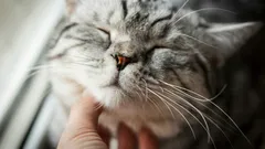 What Does a Cat’s Purr Mean? The Hidden Signals of Feline Communication