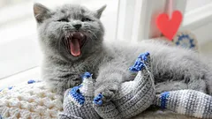 Why Your Cat Walks Around the House and Meows: What They're Trying to Tell You