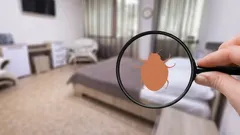 How to Get Rid of Bed Bugs: Home Remedies That Actually Work