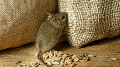 How to Get Rid of Mice and Rats in Your Basement for Good – Useful Tips for Winter