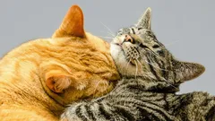 Why Cats Groom Each Other—and What It Says About Their Bond