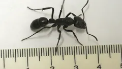 Titan Among Ants: An In-Depth Look at the World’s Largest Ant and What Makes It Truly Great