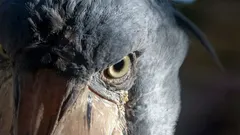 One of the Strangest and Most Majestic Birds in the World That Hunts Crocodiles