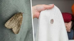 How to get rid of clothes moths in 24 hours using natural methods only