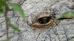 The world's oldest crocodile: here's what a 124-year-old natural wonder named Henry looks like.