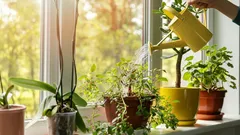 How safe is your tap water for houseplants and garden beds