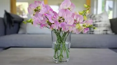 Orchid Care in Winter: 5 Simple Ways to Keep Your Plants Healthy