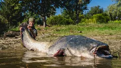 Fisherman Breaks His Own Record by Catching a Giant Catfish Over 2 Meters Long — What Did He Do With It?