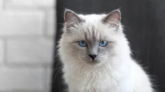 Can Cats Sense Danger Before It Happens? Science vs. Myths About Feline Intuition