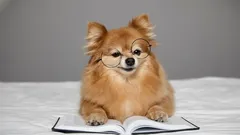 Will a Dog Remember Its Owner After Years Apart?