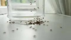 Goodbye, Kitchen Ants: Here’s How to Get Rid of Them with Home Remedies