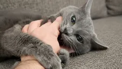 Hardly Anyone Knows This: Here’s What Cats Really Feel When You Pet Them for a Long Time