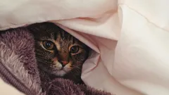 Do Cats Get Cold and at What Temperature?